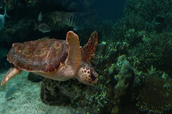 Impulsa CONAPESCA Comité de Evaluación y Seguimiento   para la conservación de la tortuga amarilla en el Golfo de Ulloa