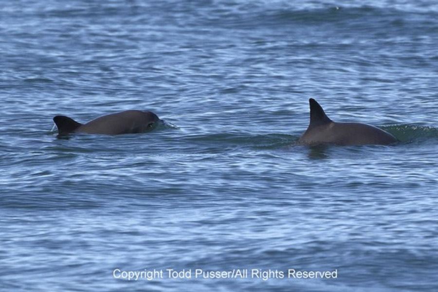 Detectan mayor población de “vaquita marina” en Golfo de California