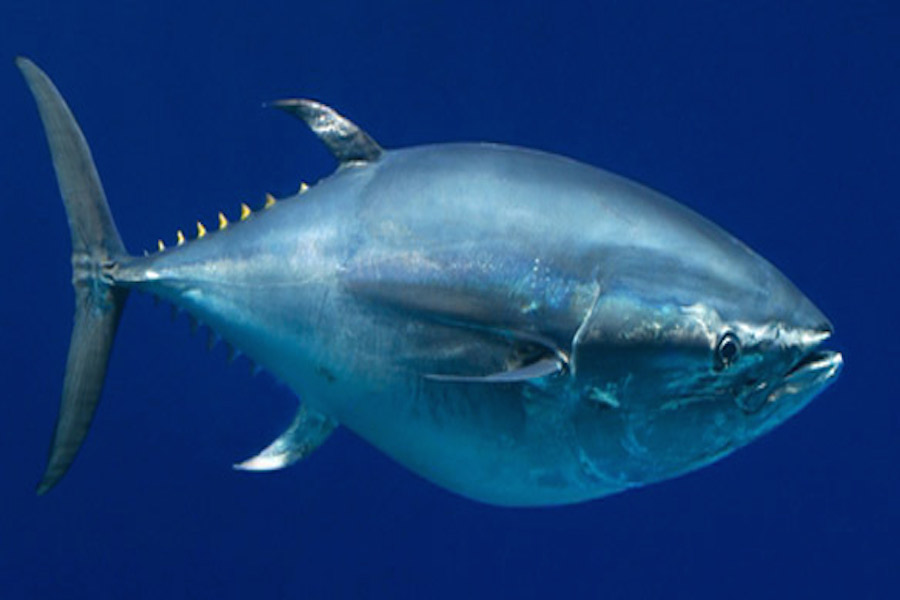 Dos ejemplares de atún aleta azul por día, la cuota por embarcación en Los Cabos: SEPESCA