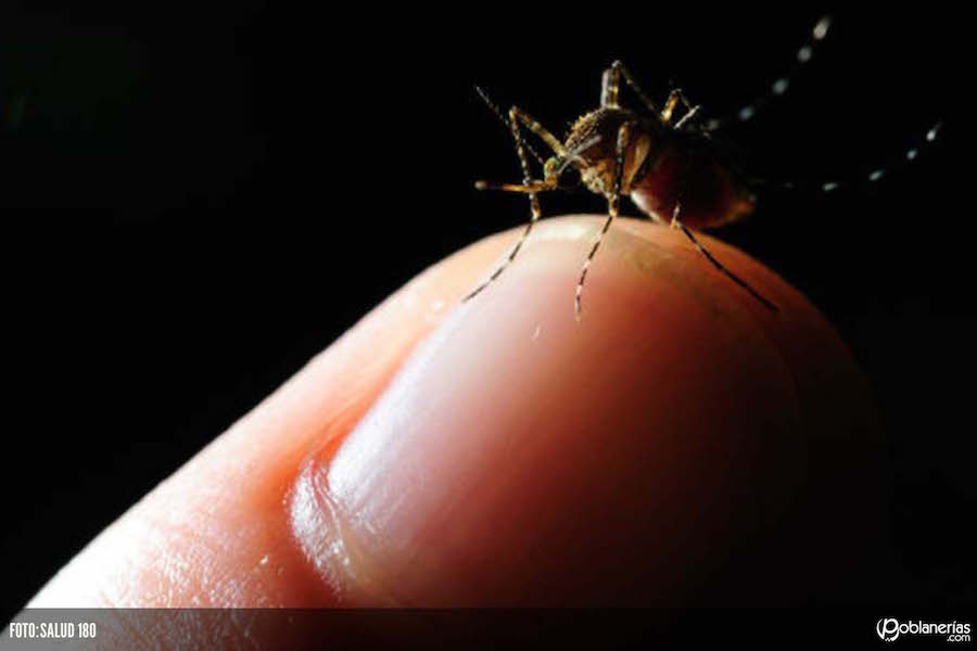 Hay temor en la SSA que resurja  el paludismo en municipios de BCS
